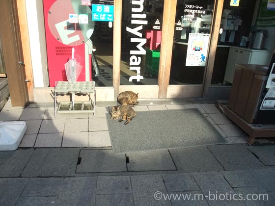 伊勢神宮 おかげ横丁 早朝