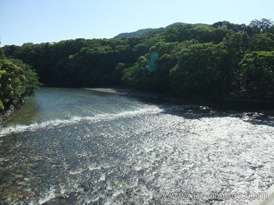 伊勢神宮 御垣内特別参拝 御垣内参拝 内宮