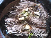 セリの根の天ぷら　マクロビオティック料理