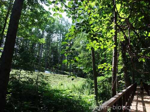 富良野六花山荘7月十勝風カツレツ、てっぽう汁