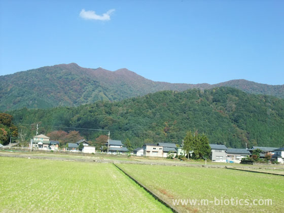 平泉寺白山神社