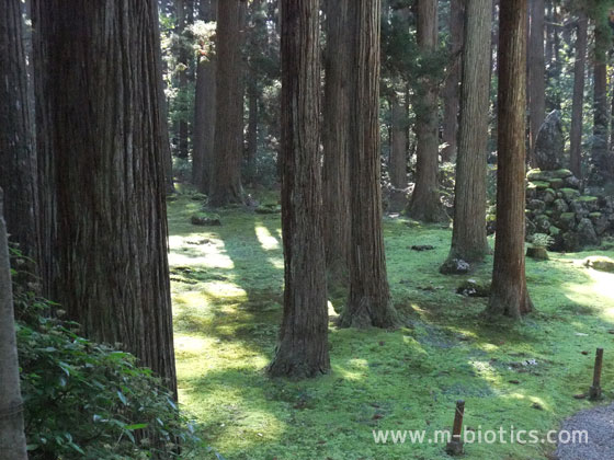 平泉寺白山神社