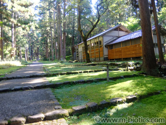 平泉寺白山神社 苔