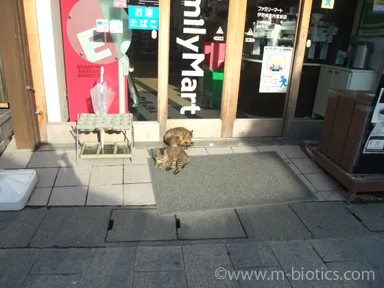 伊勢神宮　おかげ横丁　早朝