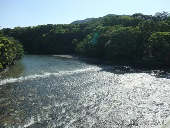 伊勢神宮　御垣内特別参拝　御垣内参拝　内宮