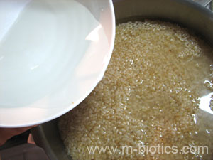 乾煎り玄米
