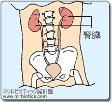 腎臓　マクロビオティック羅針盤