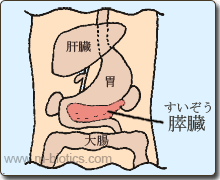 膵臓　マクロビオティック羅針盤