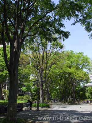 大宮氷川神社