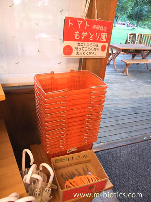 谷口農場 トマト狩り