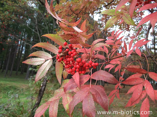 富良野森林公園　ななかまど 紅葉