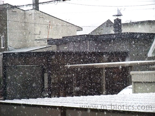 初雪 北海道旭川2013