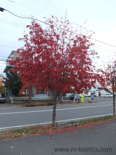 ななかまどの紅葉　北海道