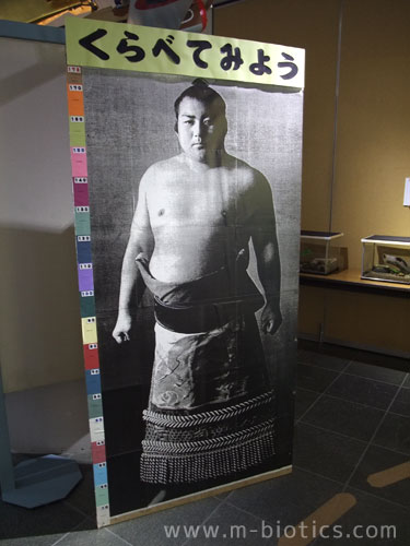 名寄岩　静男　力士　大相撲　名寄市北国博物館　100周年記念展