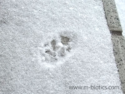 猫の足跡