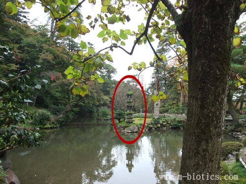 海石塔 兼六園