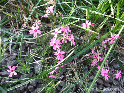 裏庭に突然芝桜が咲く 裏のお宅から飛んできて根付いた 健康探究ブログ