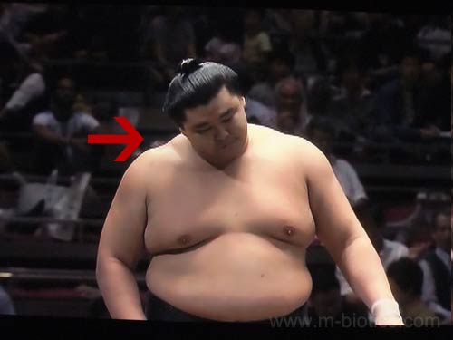 【大相撲】勝ったのに悲しそうに首を振る正代（しょうだい）【2015.9秋場所】