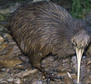 ラグビー　ワールドカップ　カンタベリー　ロゴ　キウイ