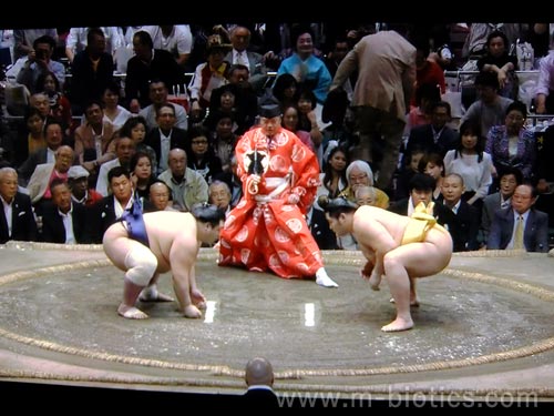 大相撲