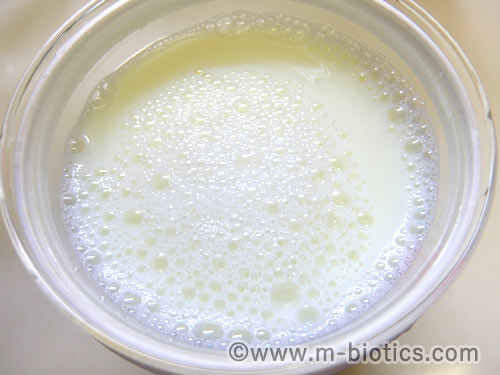 ABCT種菌によるヨーグルトの作り方　ABCT種菌と牛乳をすべて混ぜ終えたところ