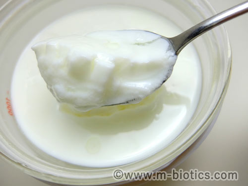 ABCT種菌によるヨーグルトの作り方　できあがったヨーグルトをスプーンですくったところ