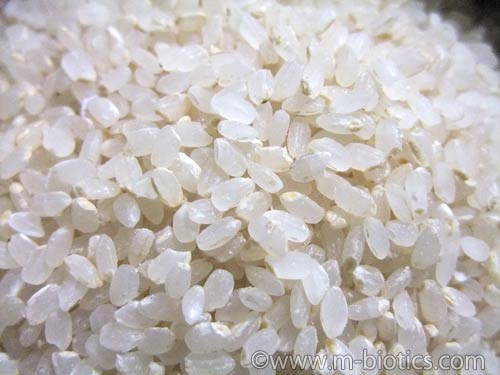 有機栽培　日本晴　米の状態