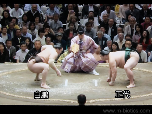 相撲