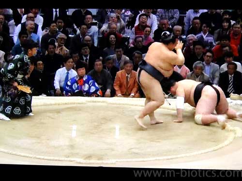 稀勢の里