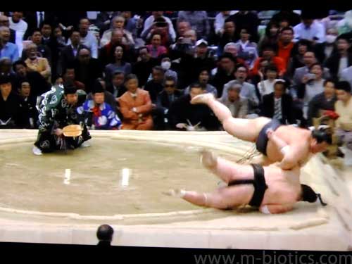 稀勢の里