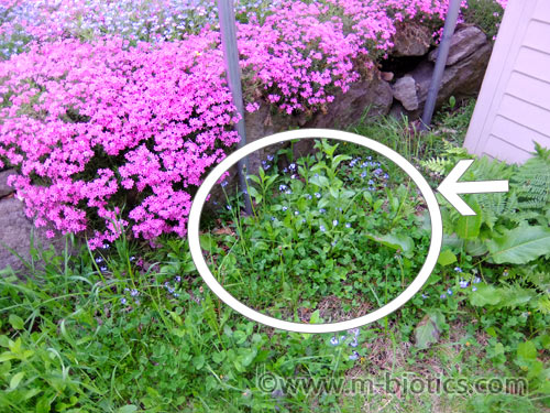 裏庭に突然芝桜が咲く 裏のお宅から飛んできて根付いた 健康探究ブログ