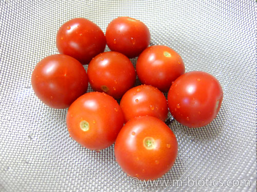 無農薬野菜 宅配 ミレー お試しセット