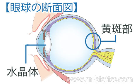 眼球　断面図