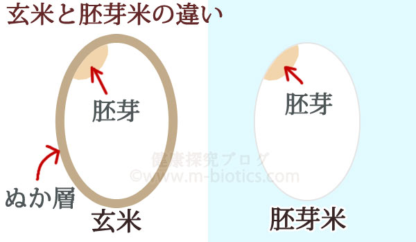 胚芽米と玄米の違い