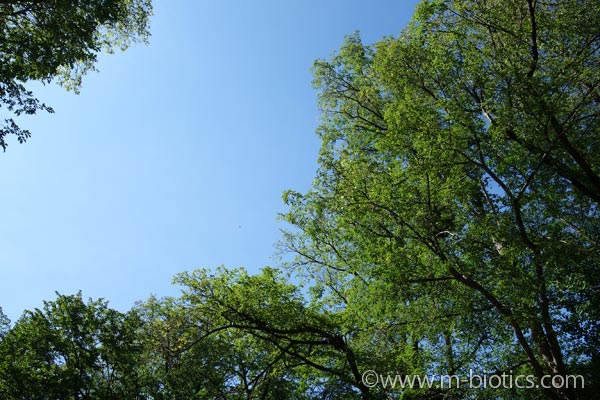 旭川神社　夏詣