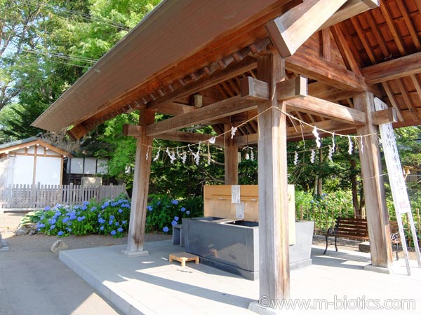 旭川神社　夏詣　手水舎