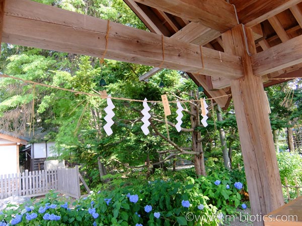 旭川神社　夏詣　手水舎　風鈴