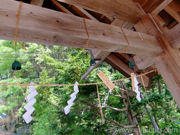 旭川神社　夏詣　手水舎　風鈴