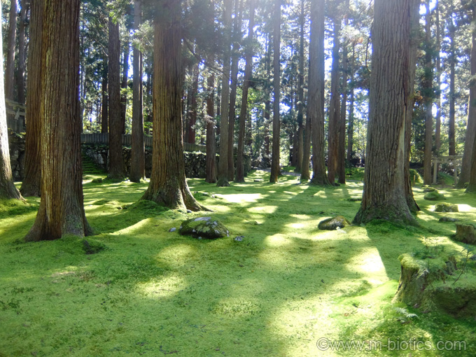 フジフィルム　XQ2　風景　木々　平泉寺白山神社