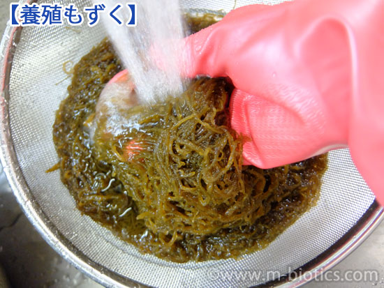 沖縄県産　養殖もずく