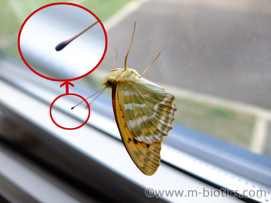 蝶と蛾の違い　触角　棍棒　マッチ棒　膨らんでいる　ミドリヒョウモン