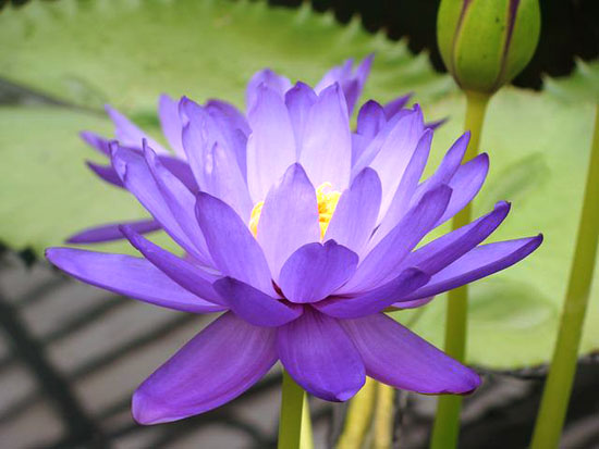 紫の蓮