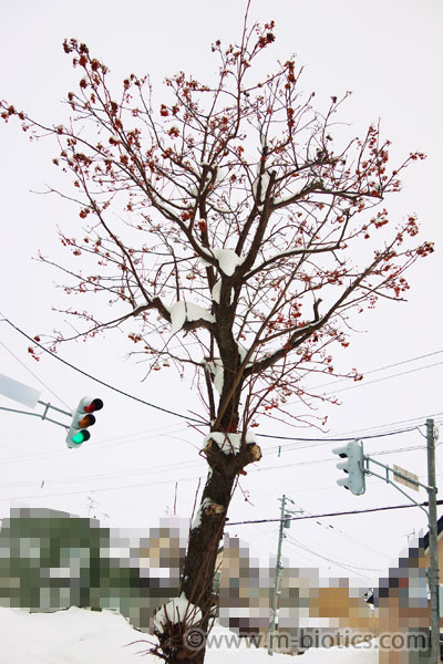 北海道 冬 雪帽子 ななかまど