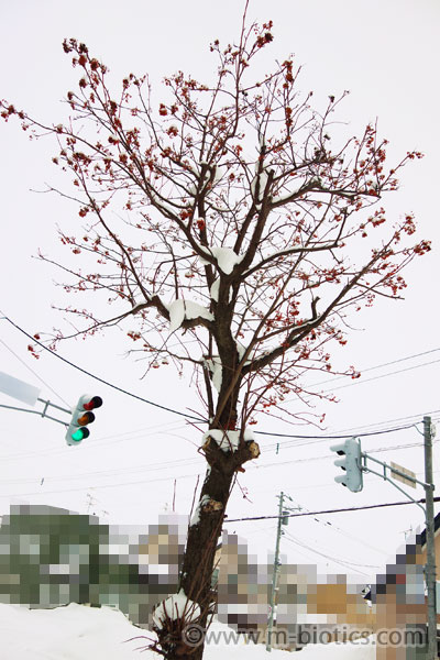 北海道　冬　雪帽子　ななかまど