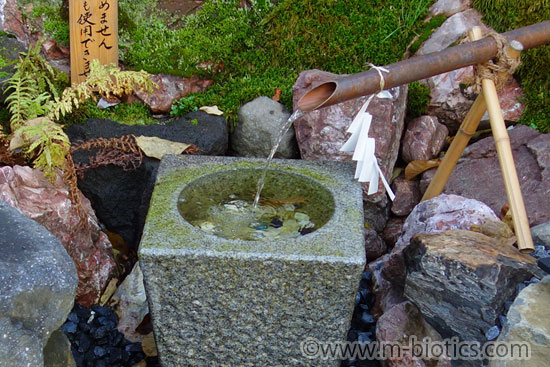 旭川神社　手水舎周辺　庭　水みくじ