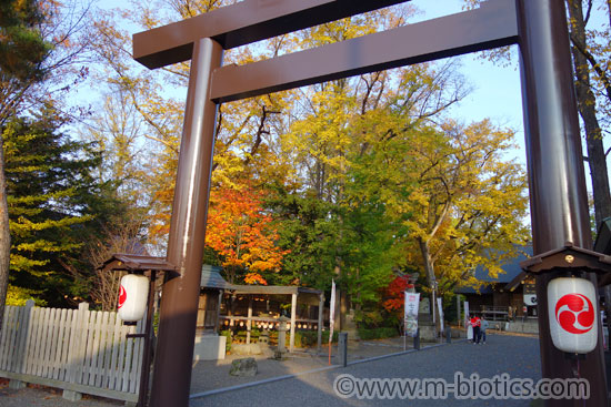 旭川神社　御鎮座130周年　秋　紅葉