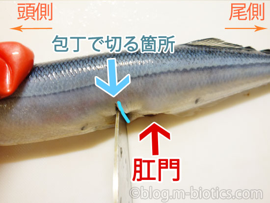 秋刀魚　さんま　肛門の一㎝手前を切る
