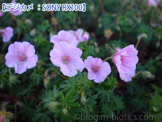 SONY RX100デジカメで撮影した花の写真