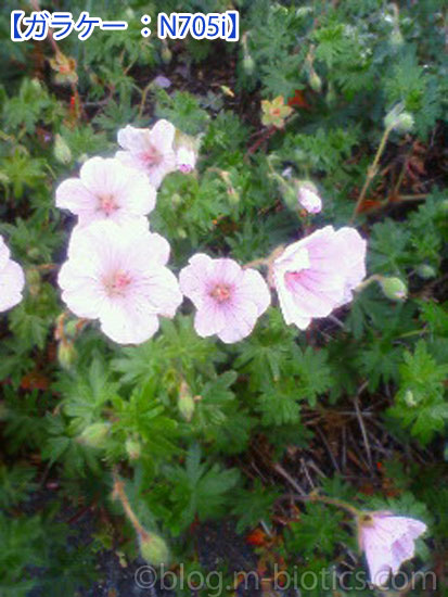 N705i ガラケーで撮影した花の写真