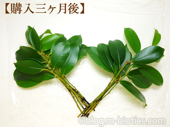 本榊　新芽の時期に買った榊　若葉の成長記録　三ヶ月後